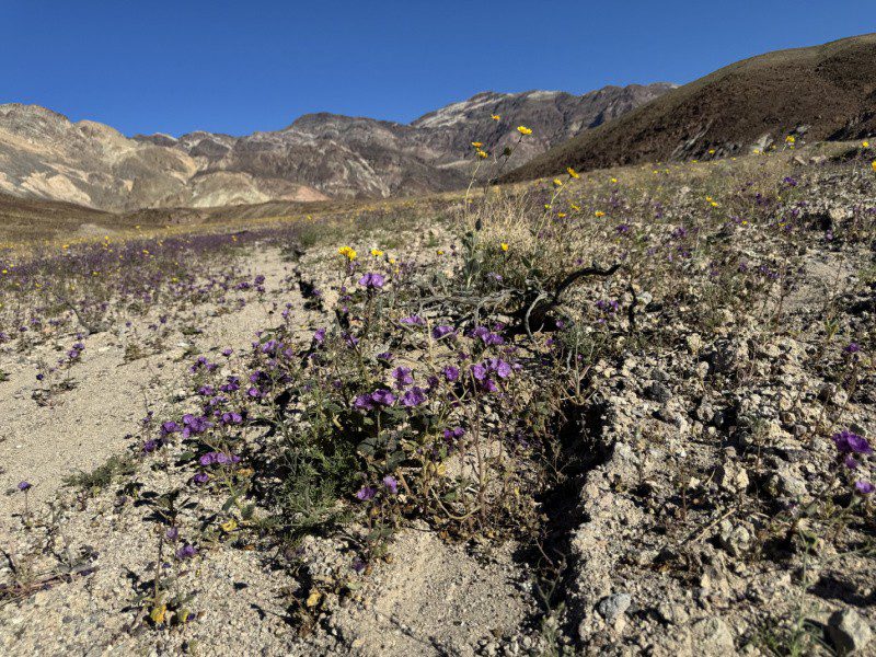 Death Valley National Park Superbloom Event