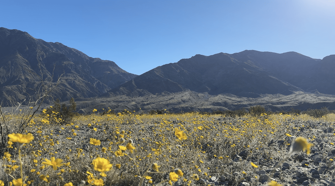 Death Valley National Park Superbloom Event